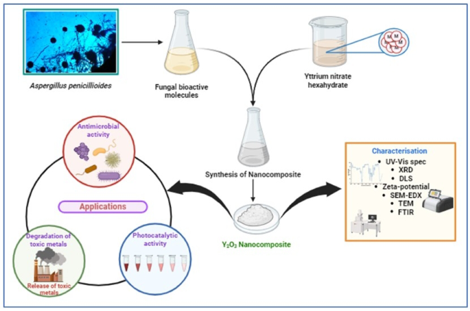 Biological applications of yttrium oxide nanocomposites synthesized from Aspergillus penicillioides and their potential role in environmental remediation