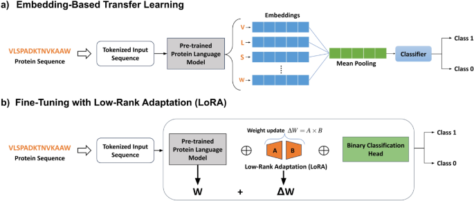 Transfer learning on protein language models improves antimicrobial peptide classification