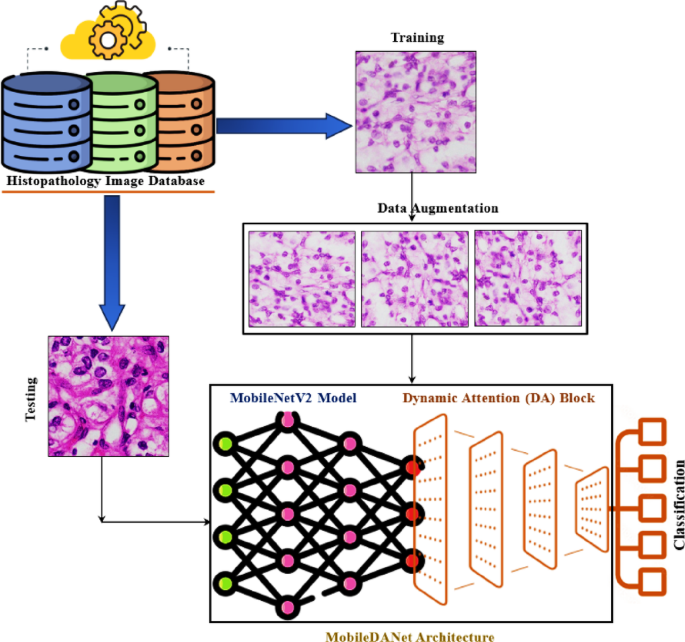 MobileDANet integrating transfer learning and dynamic attention for classifying multi target histopathology images with explainable AI