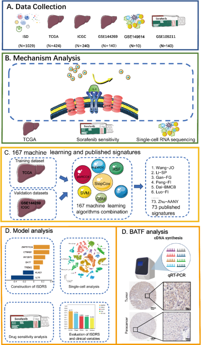 Immune system development-related signature predicts prognosis and sorafenib-treatment resistance of hepatocellular carcinoma by intergrating machine learning and single-cell analyses