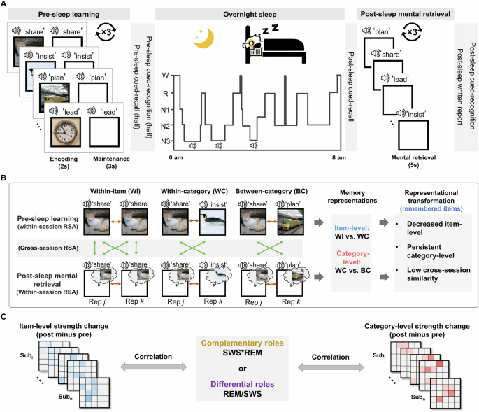 Slow-wave sleep and REM sleep differentially contribute to memory representational transformation