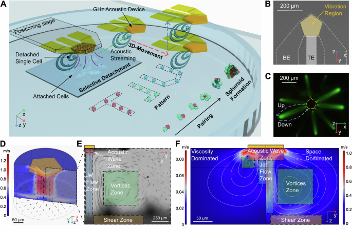 Acoustic streaming microgripper for programmable three-dimensional manipulation of single cells