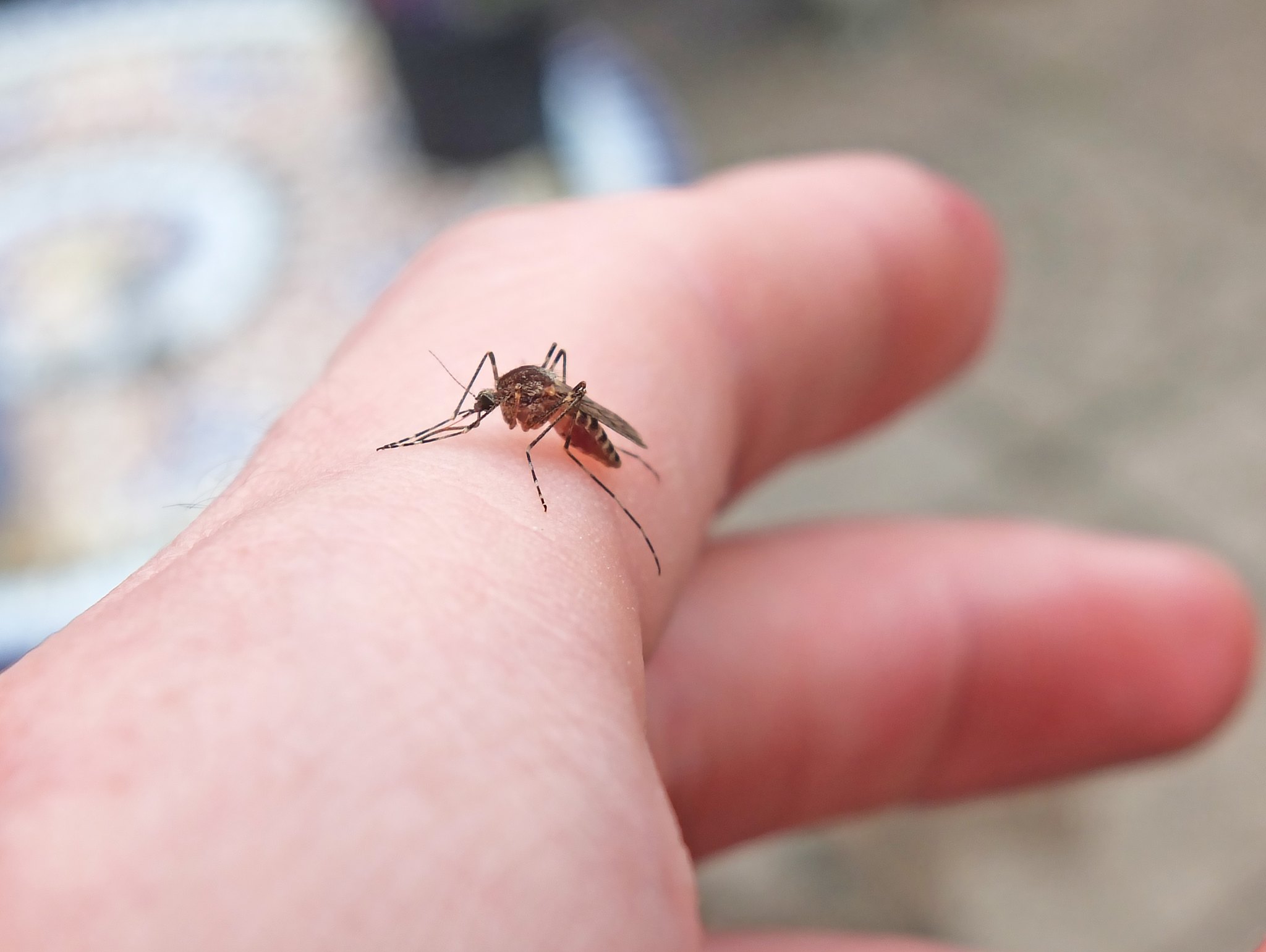 Scientists Confirm First Mosquitoes Found in Iceland