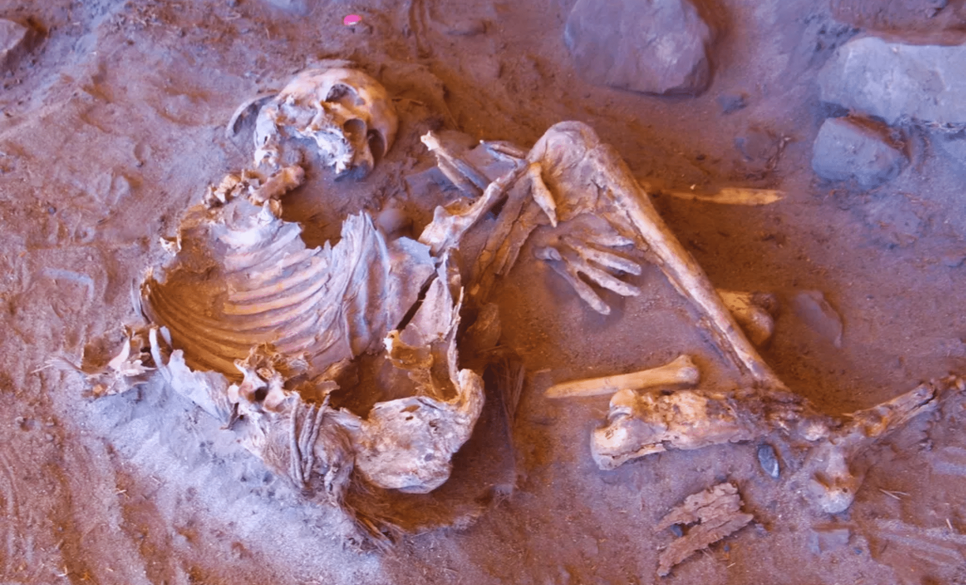 7,000-Year-Old Skeletons Found in Sahara Reveal Unknown Human Lineage