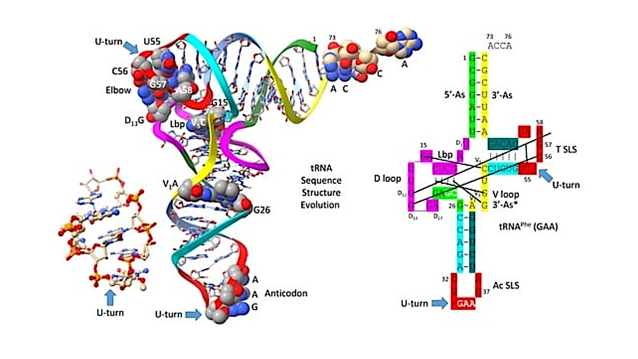 A Recipe to Evolve Complex Life Chemically on Earth