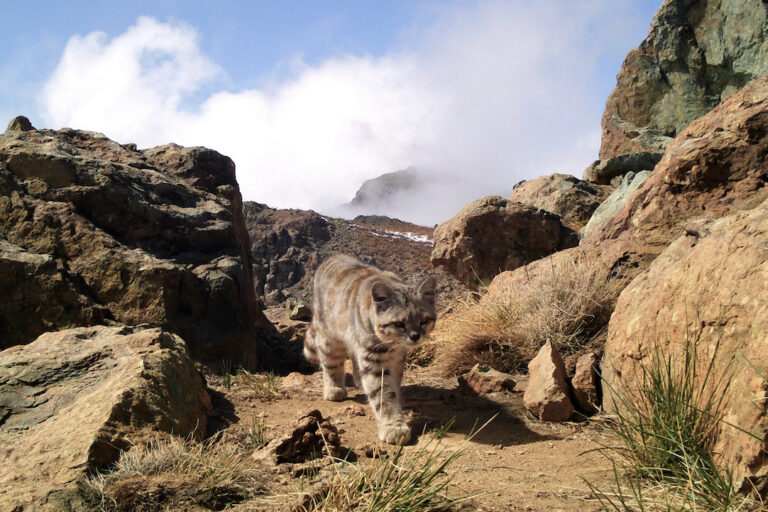 Researchers fear Chile copper project may threaten rare Andean cat population