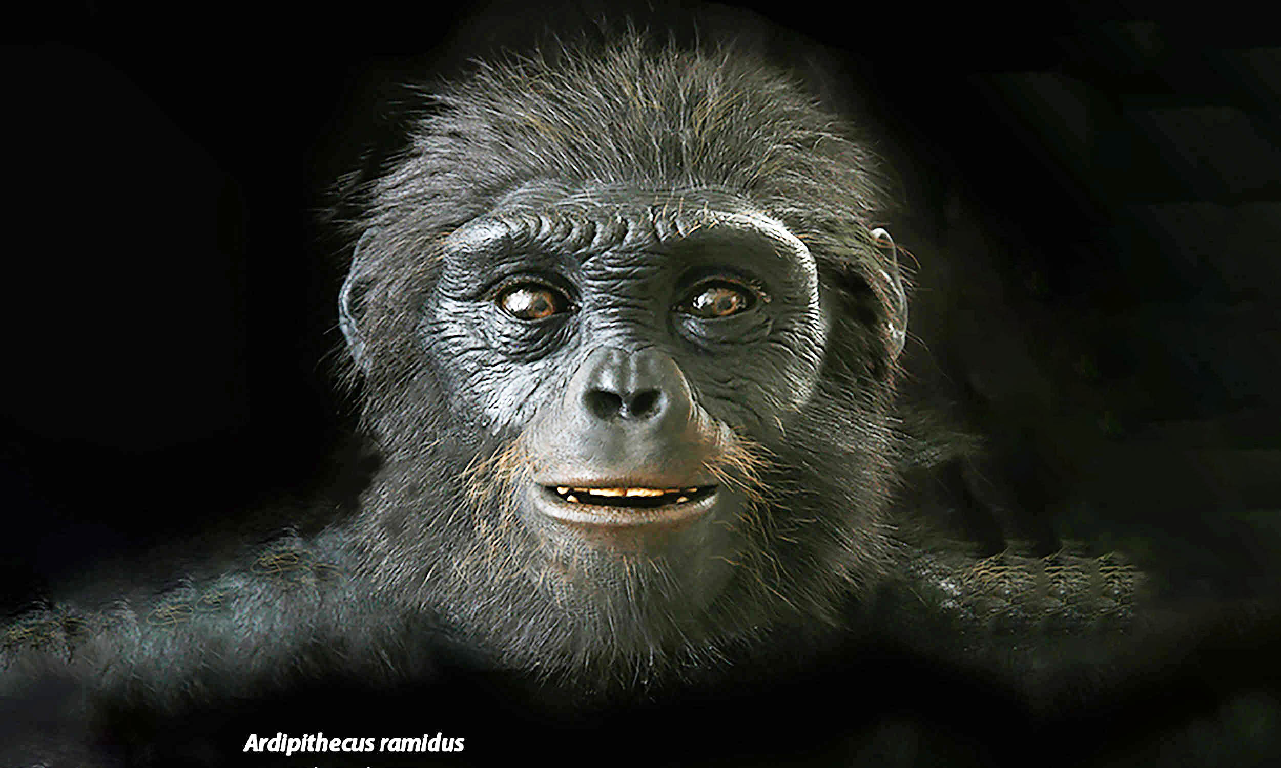 New evidence humans evolved from an African ape-like ancestor