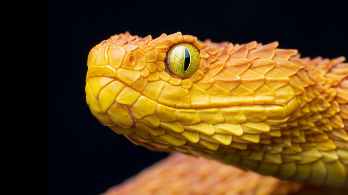 Slow-Motion Video Shows Snake Bites Live You’ve Never Seen Them Before : ScienceAlert
