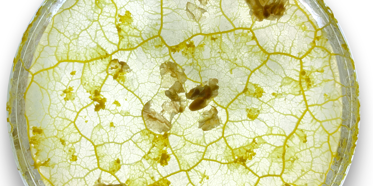This startup thinks slime mold can help us design better cities
