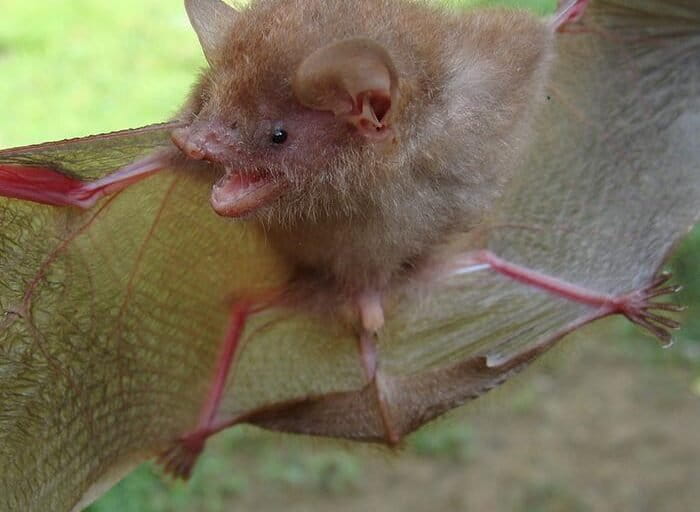 Six new tube-nosed bats described from the Philippines