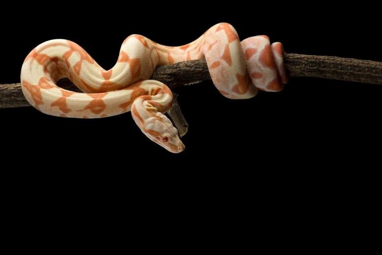 A Strange Discovery in Snake Pee Could Change Medicine