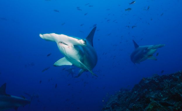 Sharks have a deadly secret sixth sense — and it’s more terrifying than you think