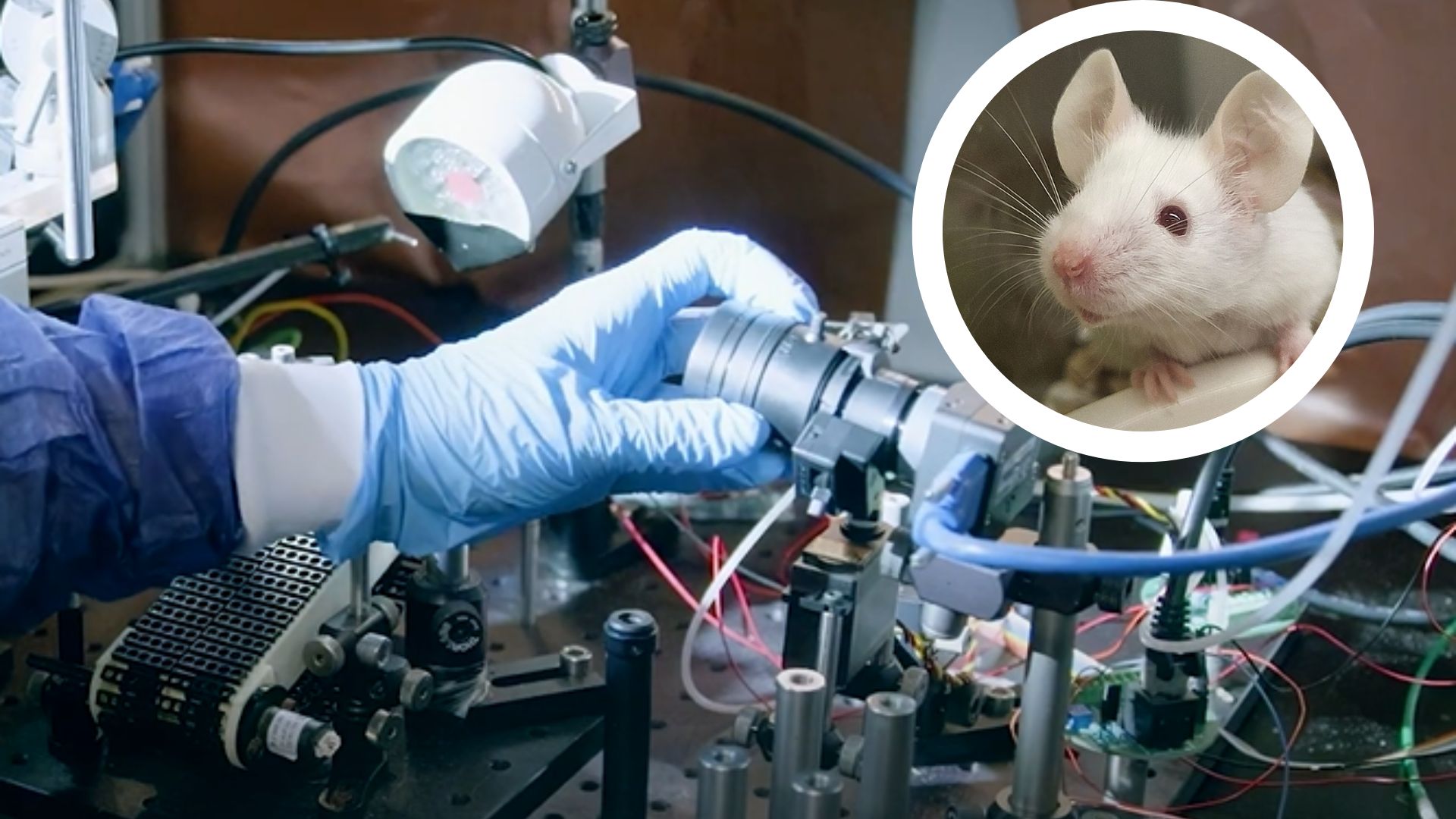 Machine learning enables ‘mind reading’ in mice using facial cues