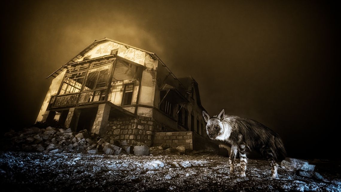 Haunting image of a rare hyena lurking in a ghost town wins 2025 Wildlife Photographer of the Year award
