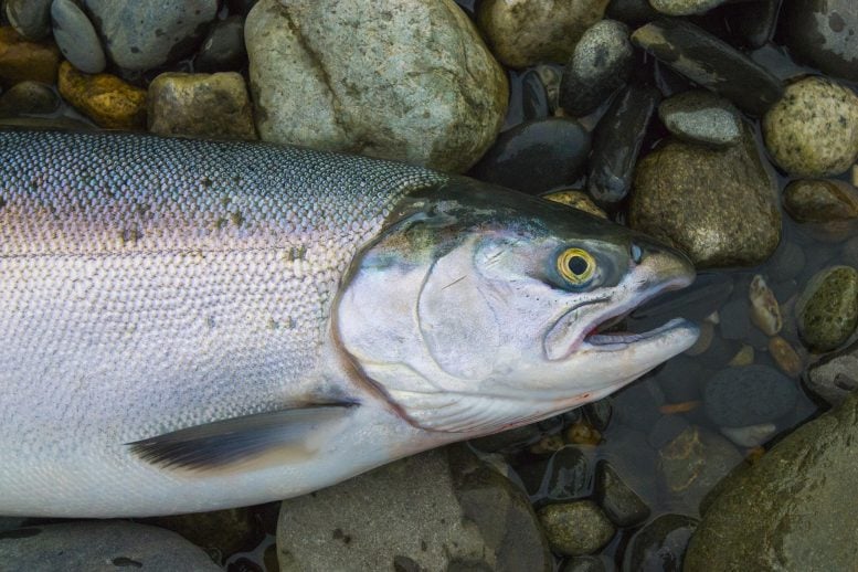 “First Salmon”: 73-Million-Year-Old Fossil Rewrites Fish History