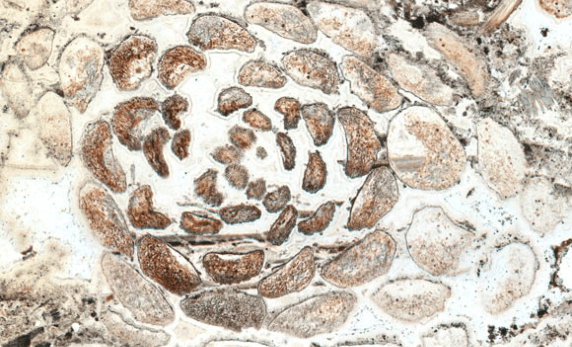 A 407-Million-Year-Old Plant Fossil Stuns Scientists by Defying Nature’s Most Famous Rule