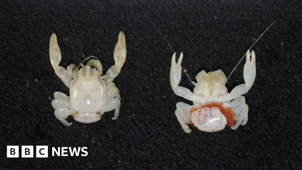 Almond-sized crab and tiny lantern shark discovered in deep seas