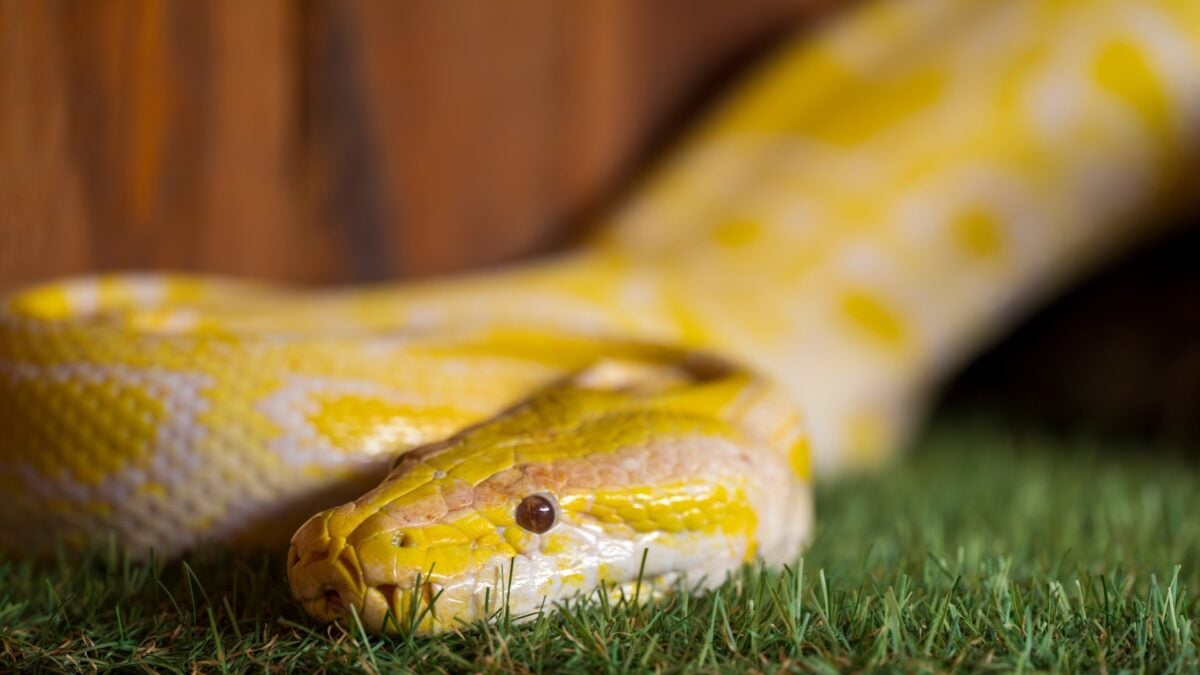 Scientists Have Cracked the Mystery of Snake Pee