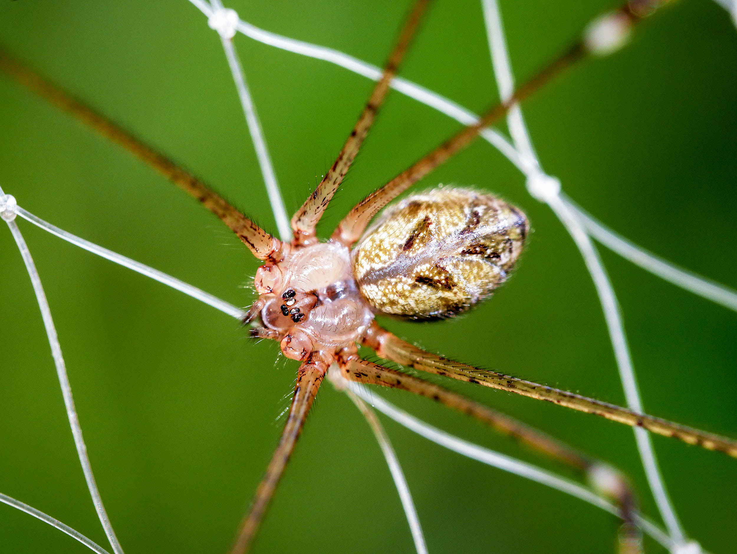 Family lived with 2,000 ‘brown recluse’ spiders for five years