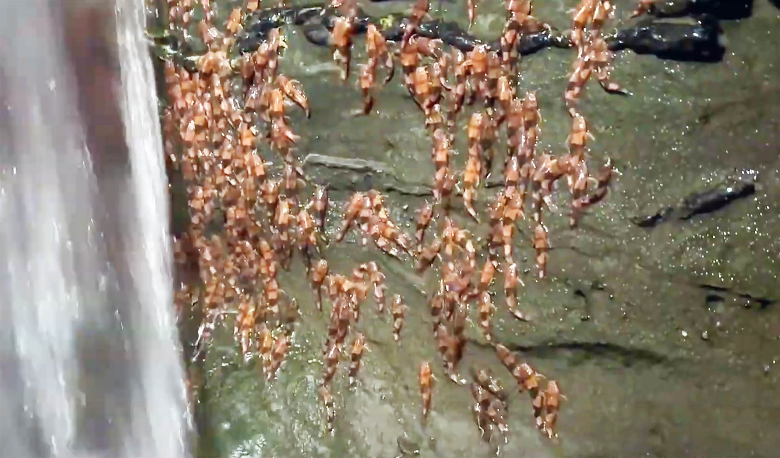 Video captured of rare fish species “climbing” Brazilian waterfalls
