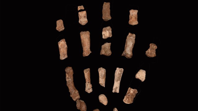Hand fossils unearthed in Kenya