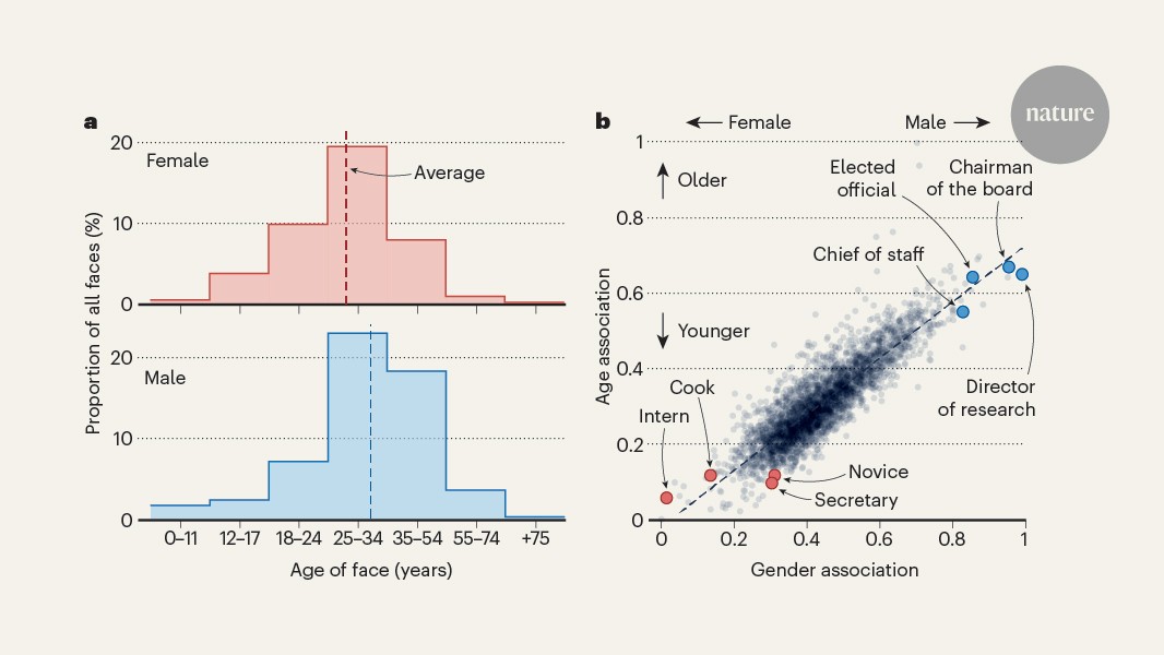 Distorted representations of age and gender are reflected in AI models