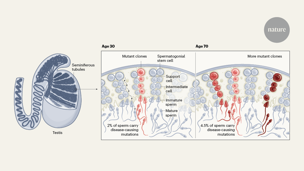 The search for mutations that sperm acquire as men age
