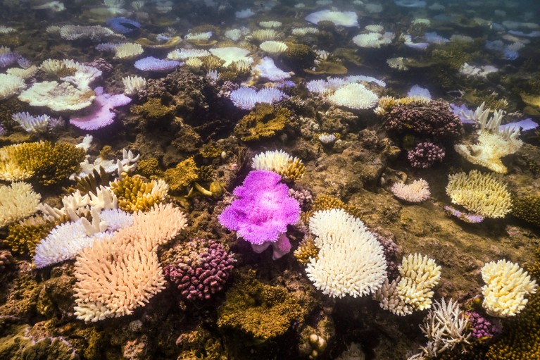 Corals have been pushed beyond an irreversible tipping point, says report