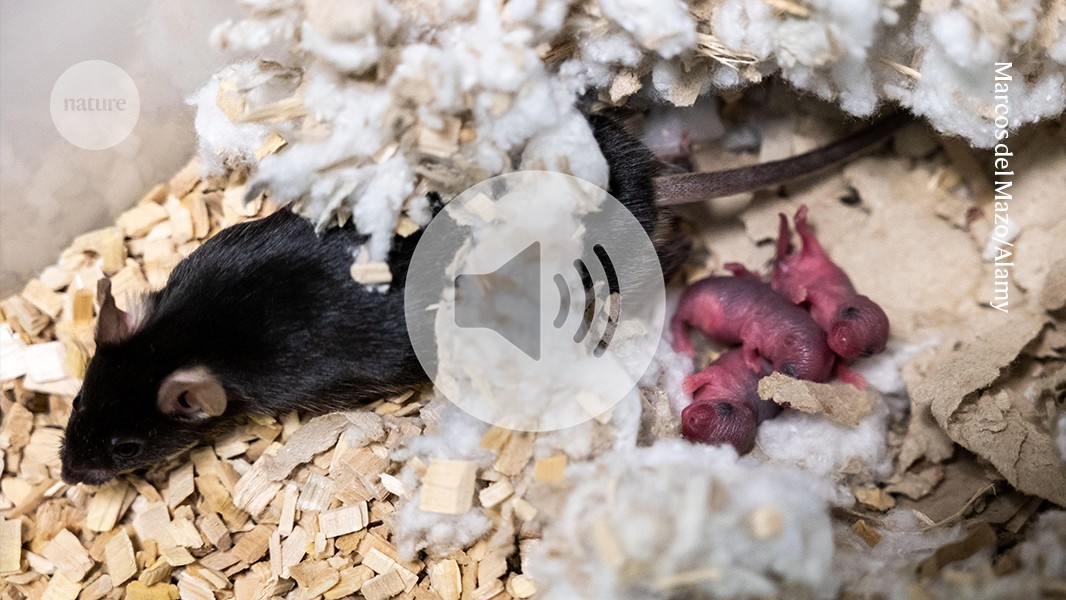 how hunger and hormones make mice aggressive