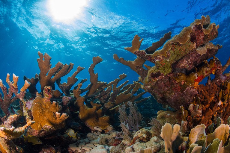 These iconic corals are nearly extinct due to heatwaves: can they be saved?