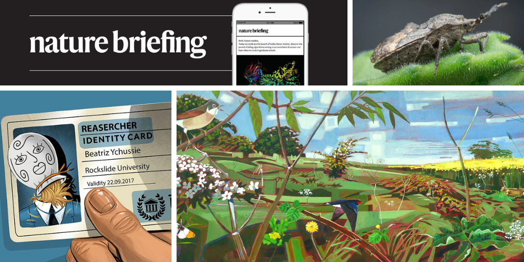 Stinkbugs nurture fungi in a newly discovered organ