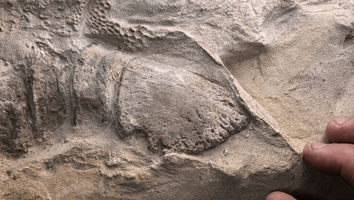66-Million-Year-Old Dinosaur Mummies Reveal Some Dinosaurs Had Hooves