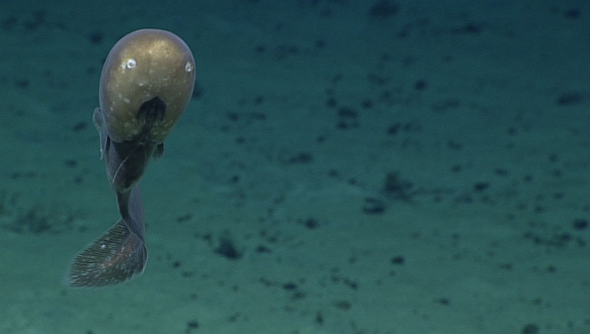 Rarely Seen Ghostly “Faceless” Eel Spotted Lurking On Seafloor In Cook Islands