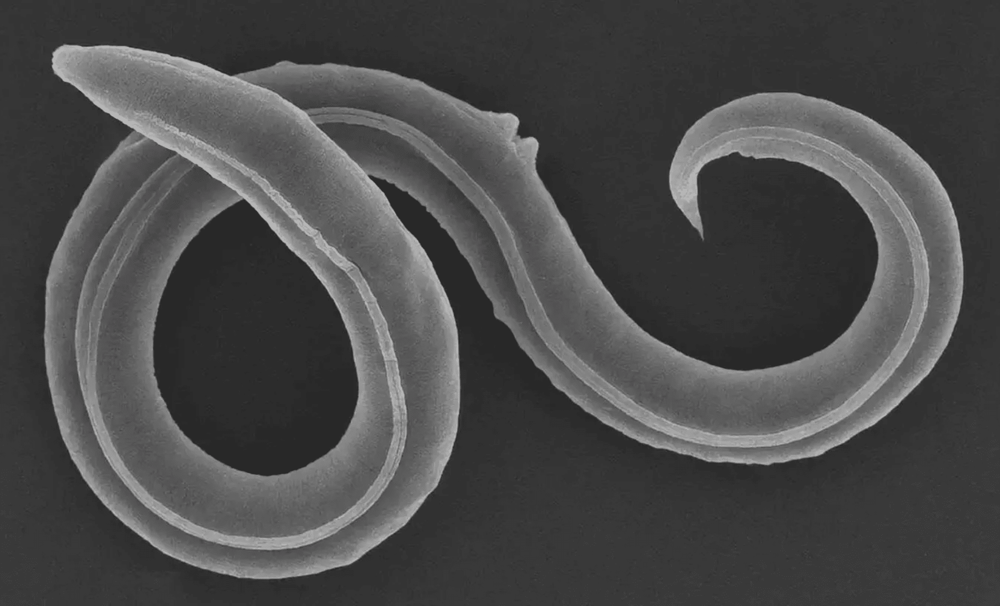 Scientists Revive Ancient Worms from Siberian Permafrost