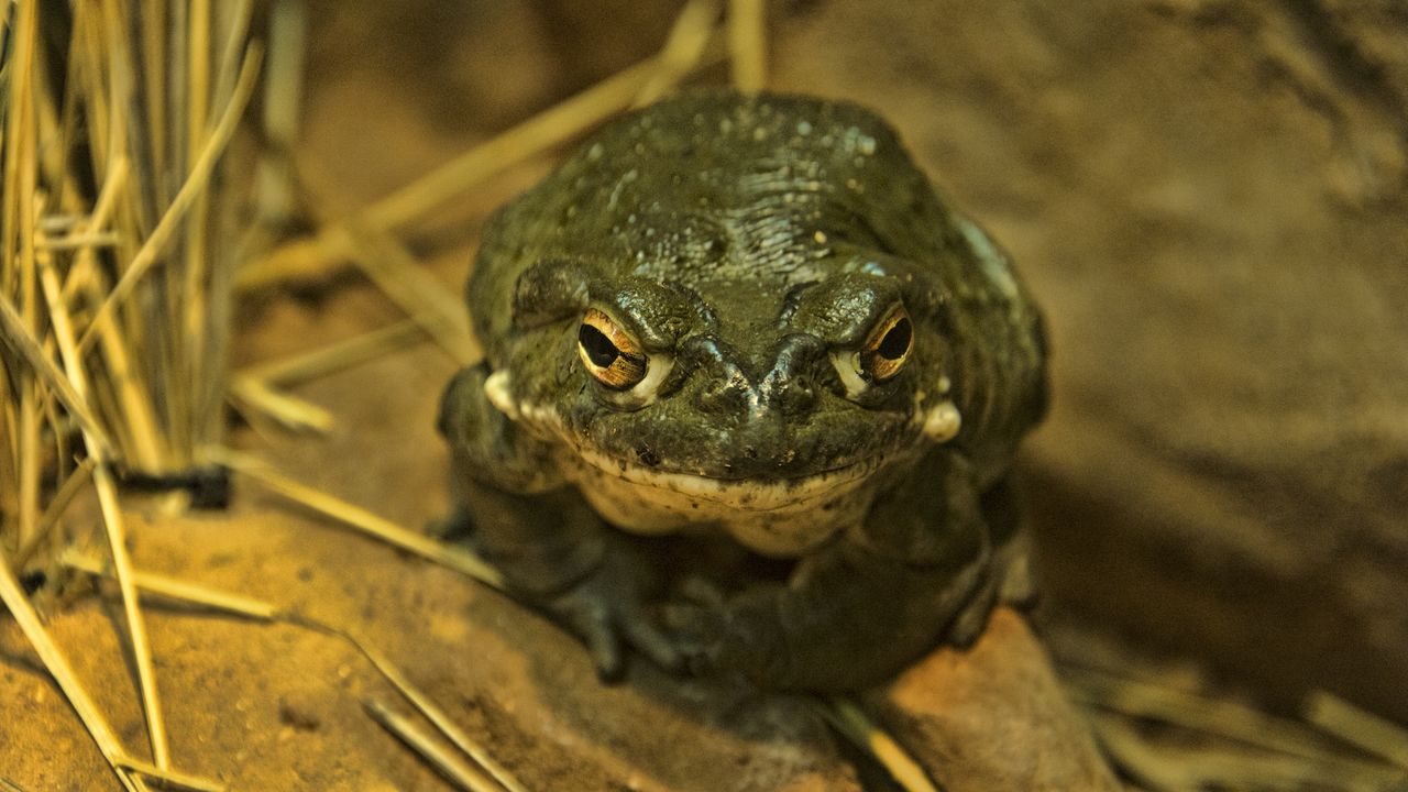 Can you actually get high from licking a toad?