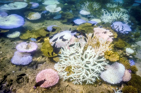 Coral Die-Off Marks Earth’s First Climate ‘Tipping Point’, Scientists Say