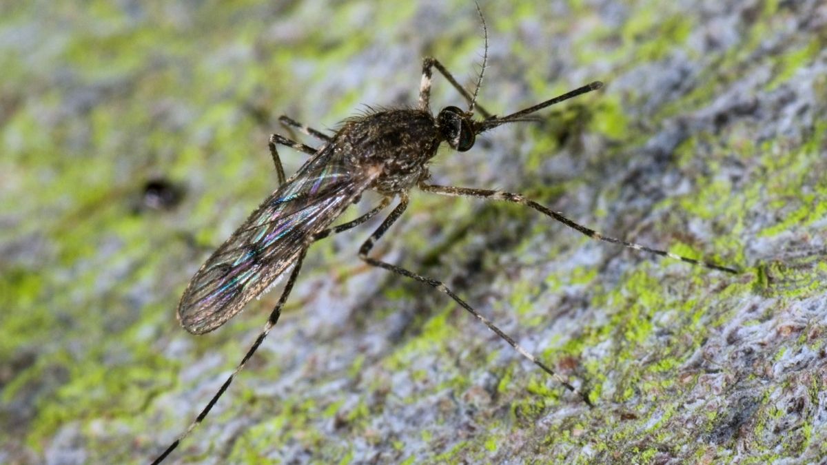 Mosquitoes Have Started Appearing in One of The Last Places on Earth Without Them : ScienceAlert