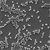 Preventing nanoparticle clumping during freeze drying