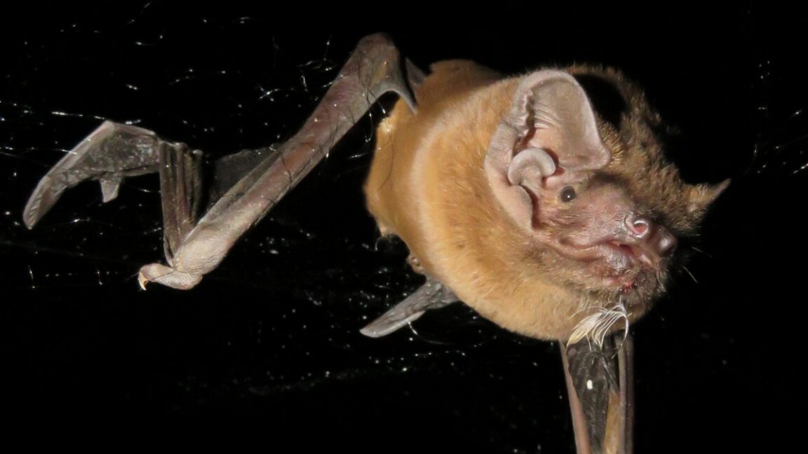 Bats eat the birds they pluck from the sky while on the wing