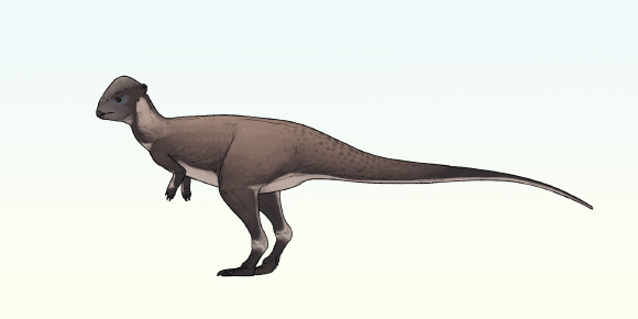 New Species of Dome-Headed Dinosaur Identified in Montana