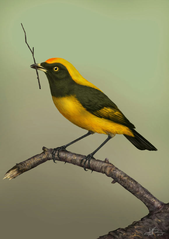 Tiny Fossil Reveals Previously Unknown Songbird Lineage from New Zealand
