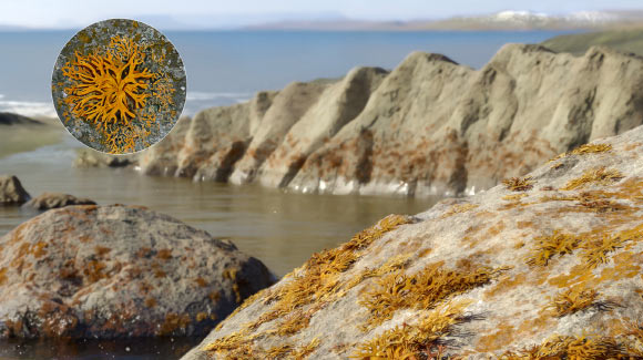 Lichens Were Already Widespread in Early Devonian, Enigmatic Fossils from Brazil Show