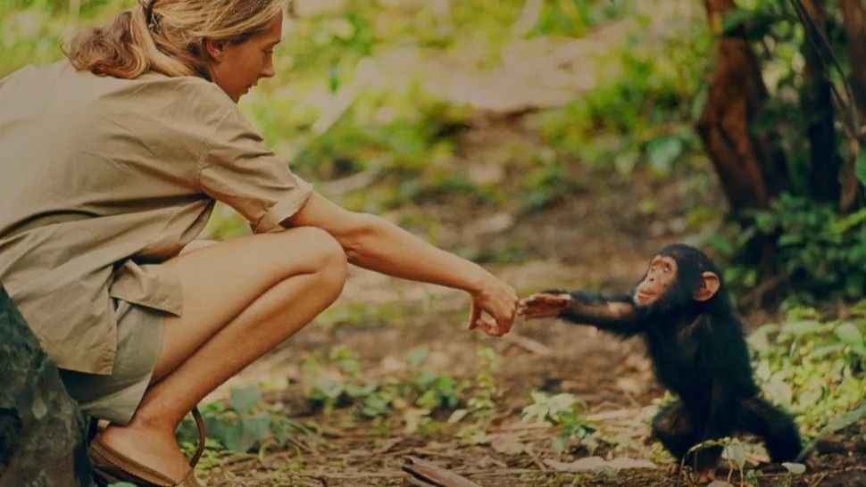 From tool use to warfare — here are 5 ways Jane Goodall revolutionized our knowledge of chimpanzees