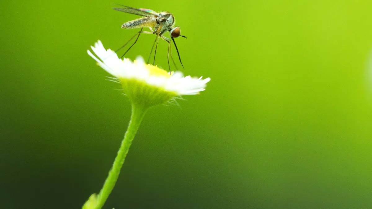 This mosquito death trap is all-natural and very deadly