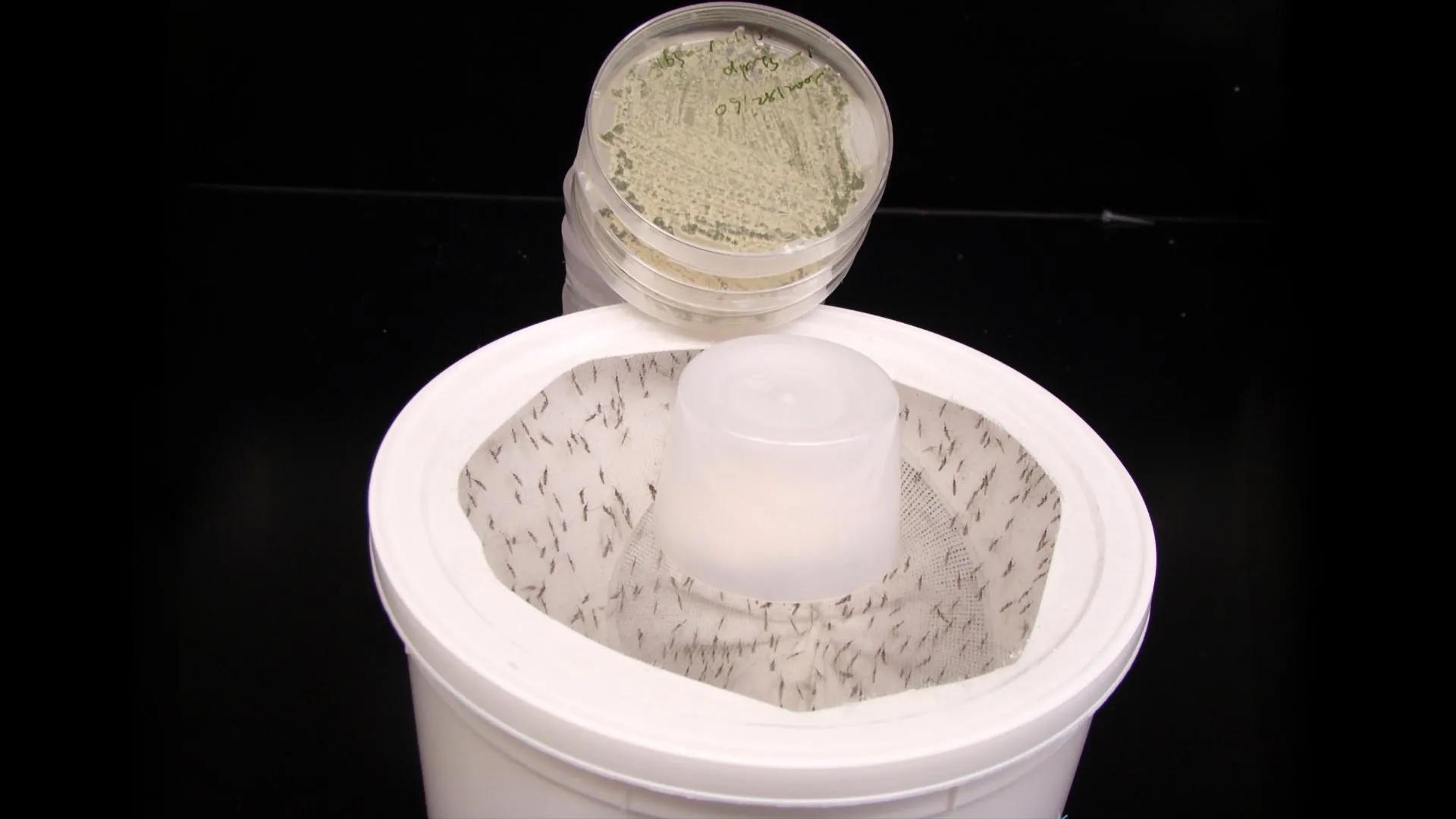 Scientists turn flower fragrance into a mosquito killer