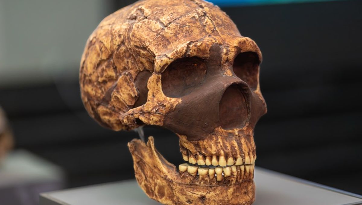 Was Lead Poisoning The Real Reason Neanderthals Died Out?