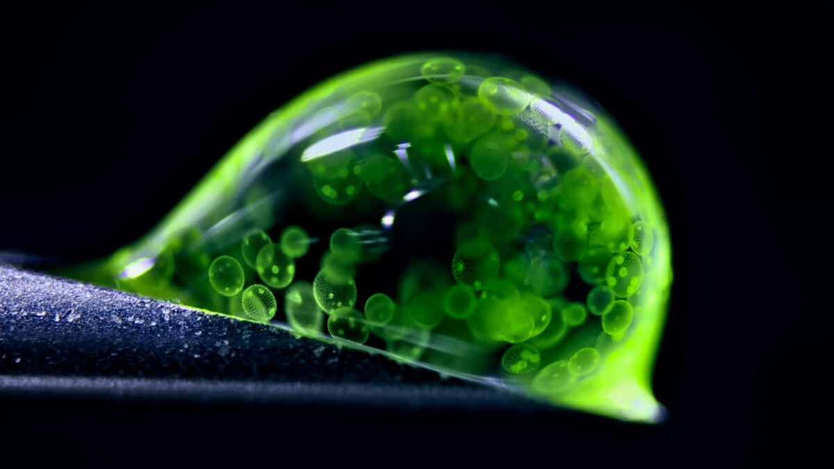 The Best Microscopic Shots of 2025 Will Make You Rethink Reality