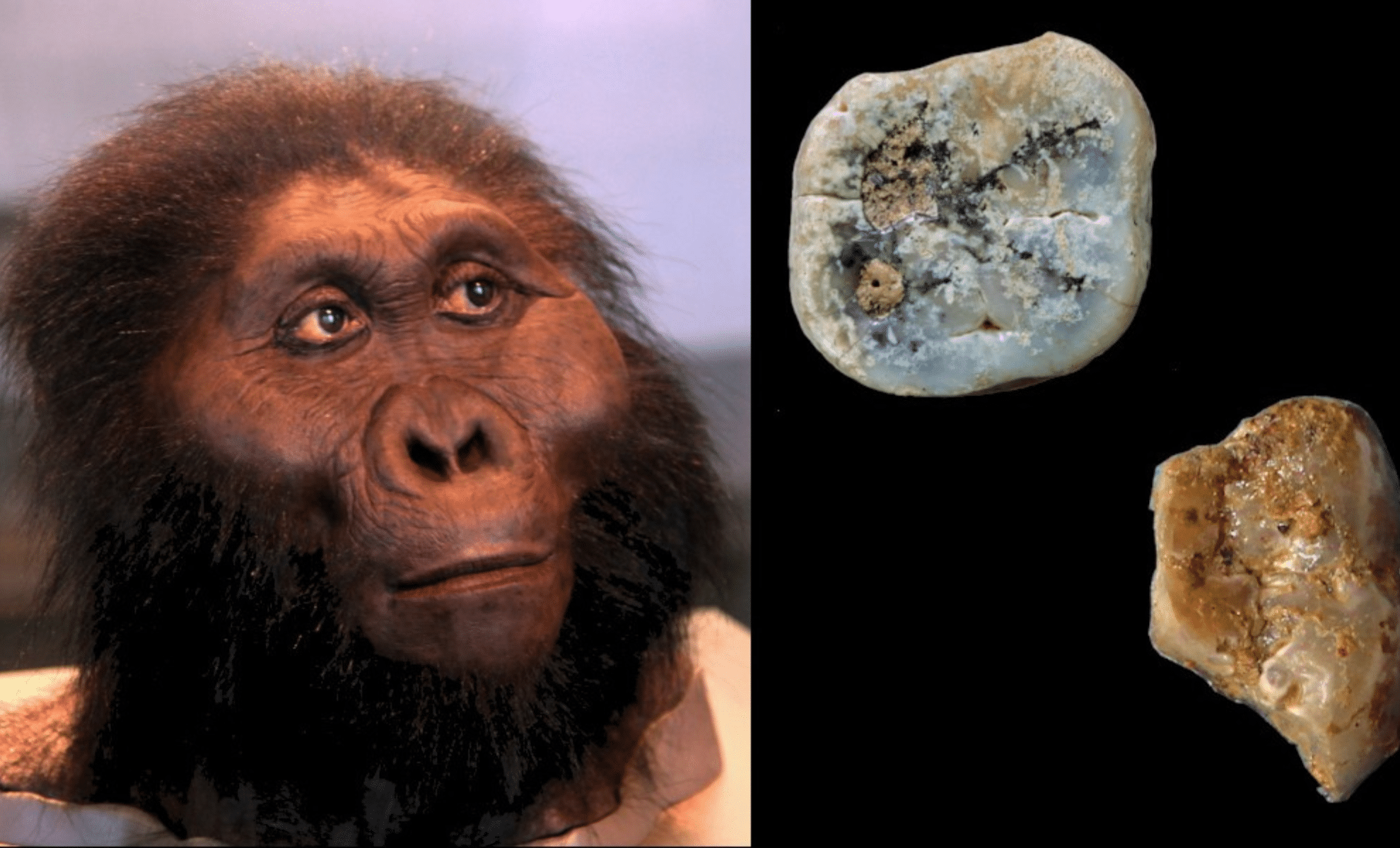Paranthropus Could Have Invented Stone Tools Long Before Homo