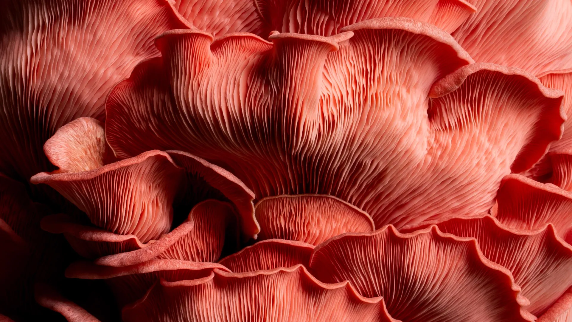 Scientists turn carrot waste into protein people prefer