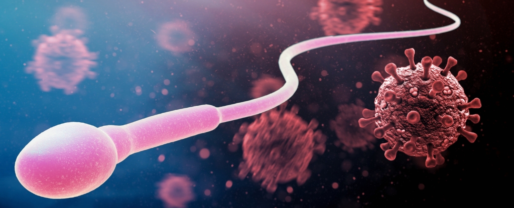 COVID’s Surprising Effect on Sperm May Impact Future Generations : ScienceAlert